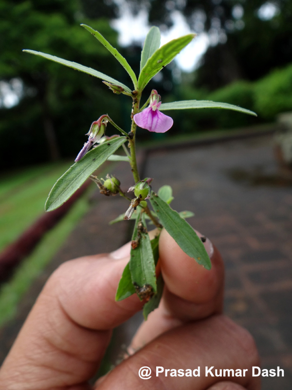 Hybanthus enneaspermus eFlora of India